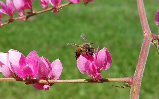 蜜蜂采蜜