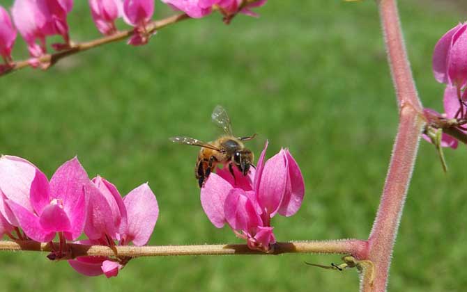 蜜蜂