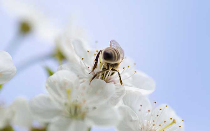 蜜蜂