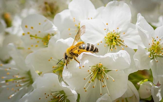 野生蜜蜂