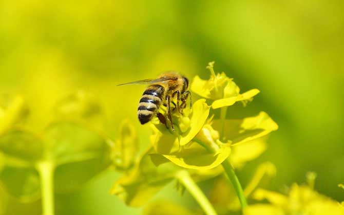 采蜜蜂