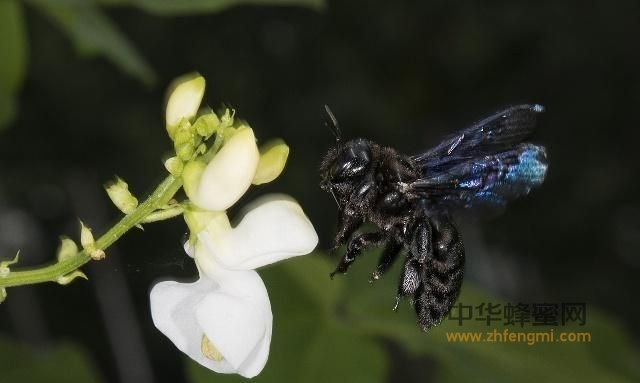 东北黑蜂