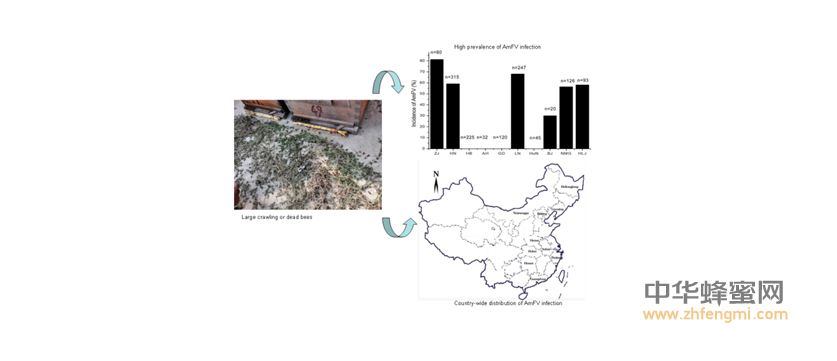 蜜蜂 农科院 蜜蜂所 病虫害 蜂群