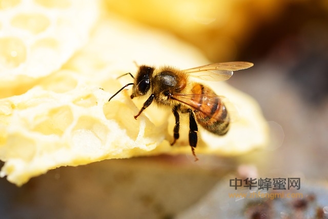 蜂产品 危害性 抗生素