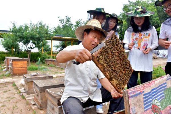 走进蜜蜂王国领略养蜂文化——经济管理学院“非遗助农产业营销”指导实践团走进农户