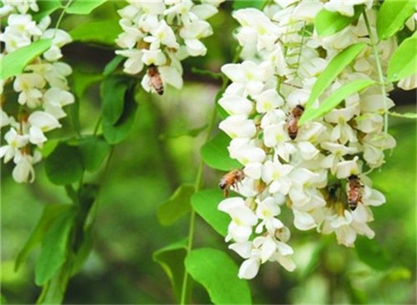 槐花蜜多少度结晶?夏天槐花蜜结晶吗?