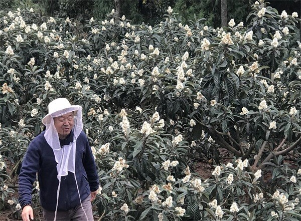 枇杷蜜是什么颜色?枇杷蜜是白色的吗?