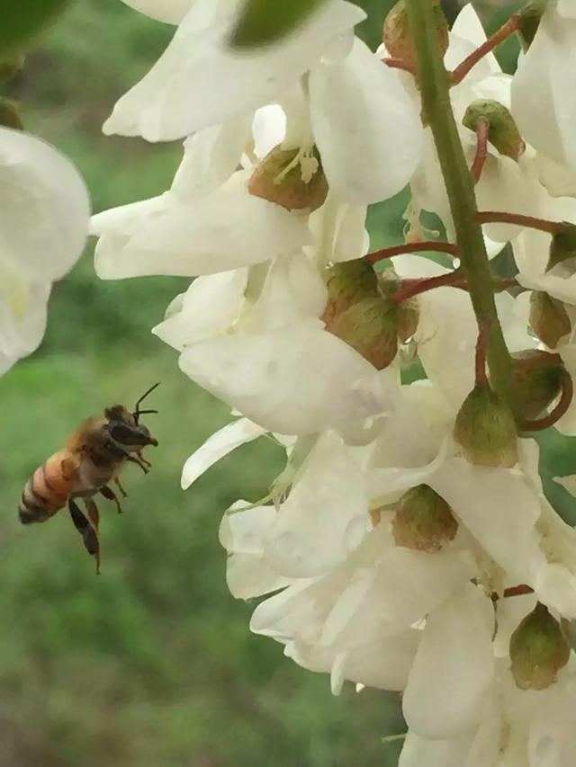 槐花蜜是什么颜色?槐花蜜颜色深怎么回事?