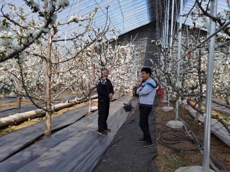 蜜蜂飞进大棚“打工”青州市以蜜蜂授粉助推现代农业产业绿色发展