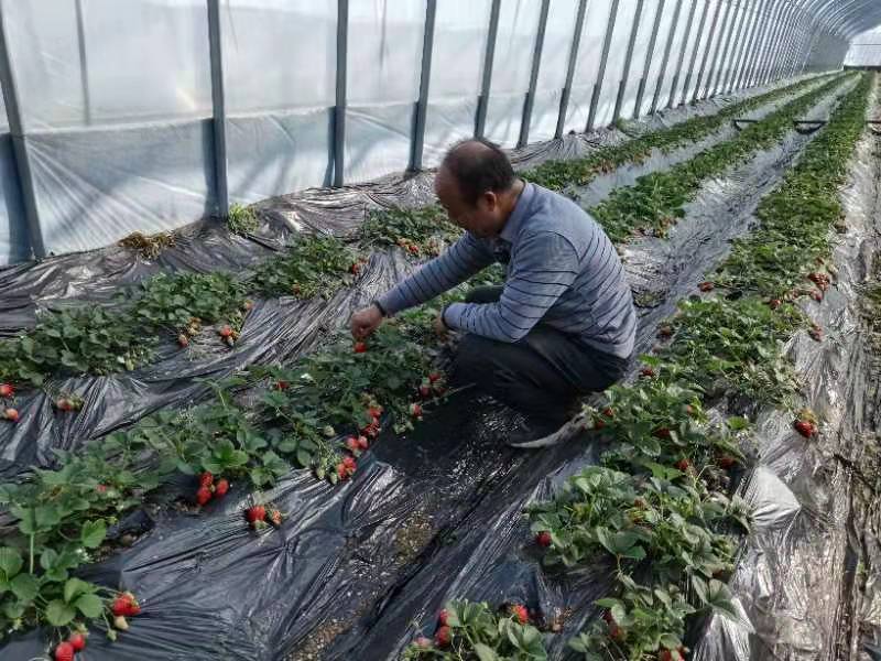 蜜蜂飞进大棚“打工”青州市以蜜蜂授粉助推现代农业产业绿色发展