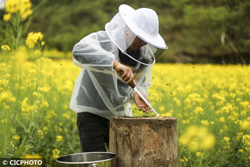 贵州黔西：春日收蜜