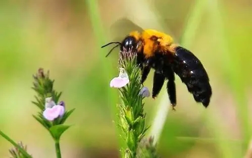 蓝胸木蜂