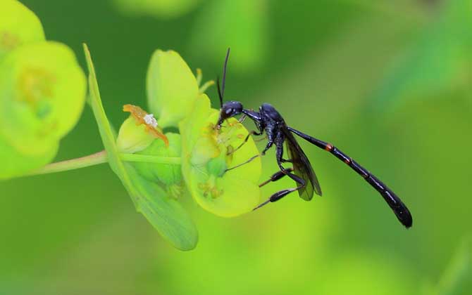 细腰蜂