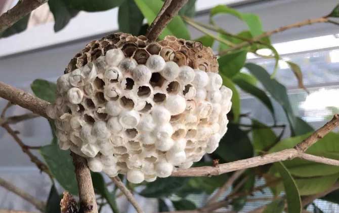 狗屎蜂（小胡蜂）（狗屎蜂有毒吗）