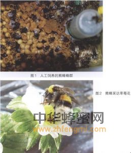 熊蜂 熊蜂属性 熊蜂特征 熊蜂特性 熊蜂经济价值 熊蜂分布