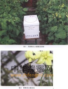 熊蜂 熊蜂属性 熊蜂特征 熊蜂特性 熊蜂经济价值 熊蜂分布