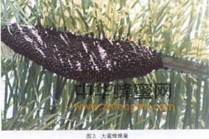 蜜蜂 品种 大蜜蜂 大蜜蜂的分布 大蜜蜂特征 大蜜蜂经济价值