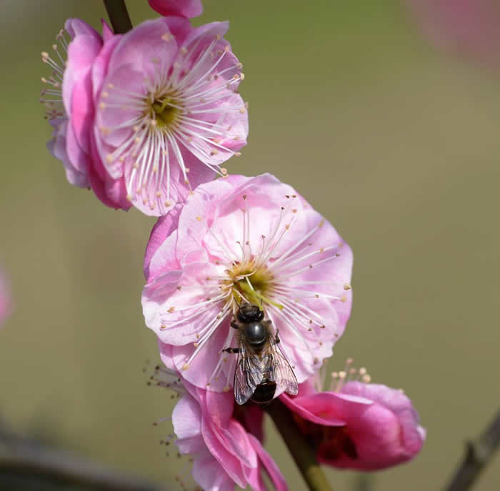 萧山浆蜂