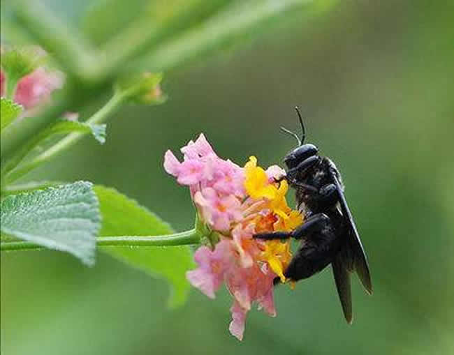 欧洲黑蜂