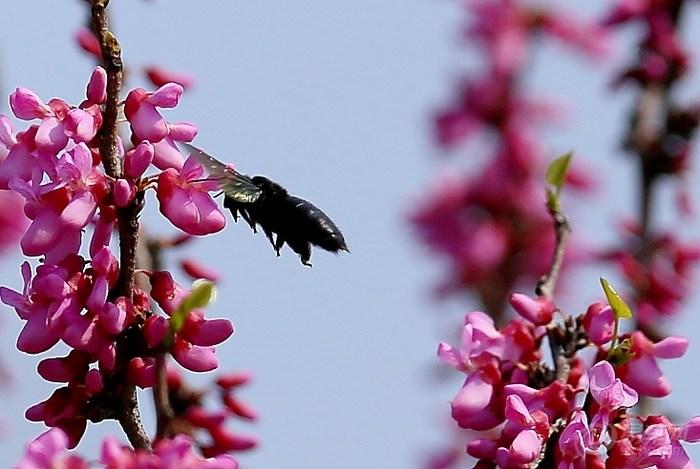 养蜂怎样防治蟾蜍？