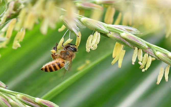 新手养蜂