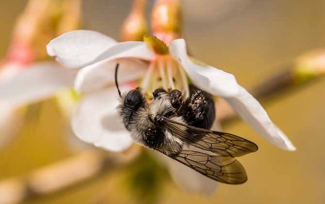 蜜蜂是益虫还是害虫？