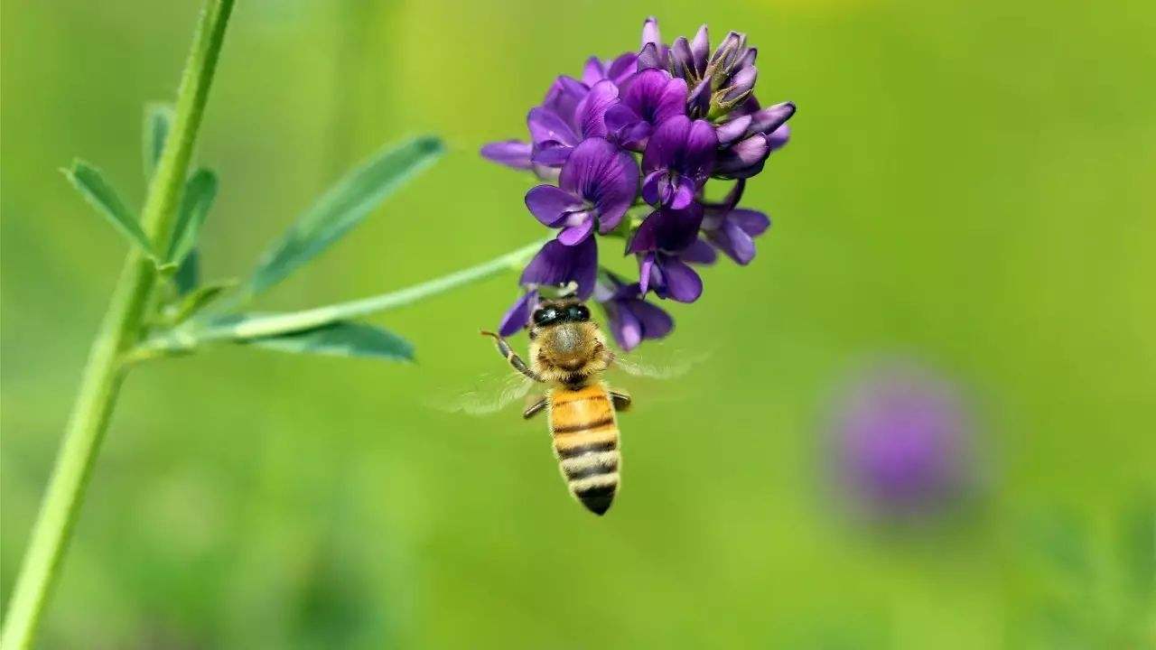 蜜蜂是益虫还是害虫？