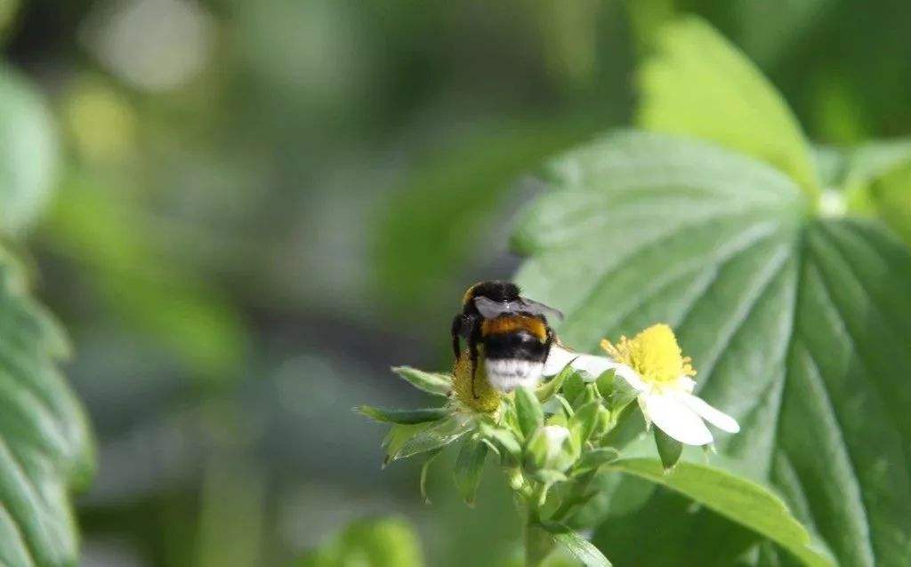 蜜蜂败血病如何防治?