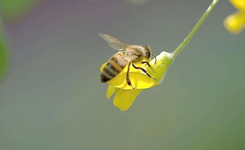 蜜蜂的特点是什么？