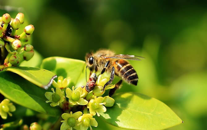 蜂王交尾