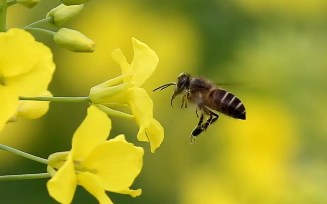 云贵高原中蜂生物学特征（云贵高原中蜂基本情况）