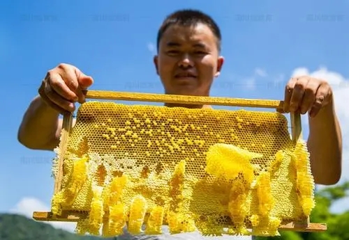 一个蜂巢里有多少工蜂（蜂巢有多少只蜜蜂）