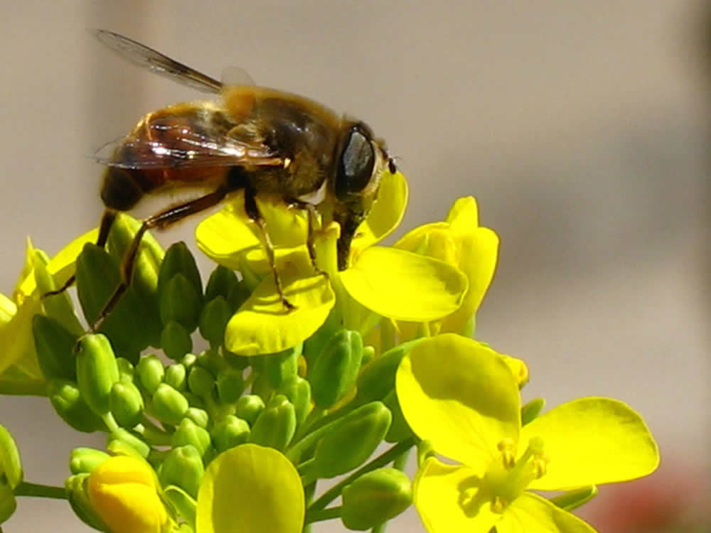 蜜蜂养殖成本高吗？