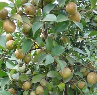 暗室养蜂是如何避免甘露和茶花蜜中毒的（茶花盛期怎么管理）