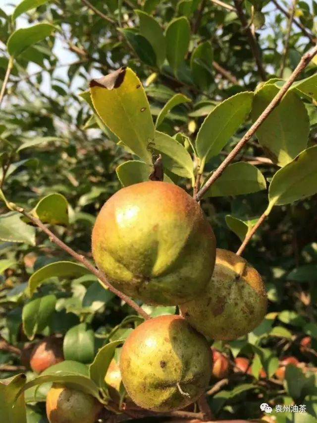 油茶树花期在什么时候（油茶原来是这样开花结果）