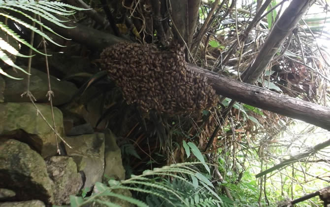 蜜蜂采蜜的同时对花朵有哪些影响（蜜蜂采蜜对花朵有什么影响和好处）