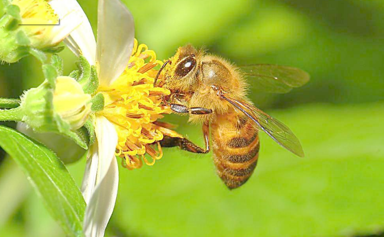 南方冬天蜜蜂管理（南方地区蜜蜂越冬）