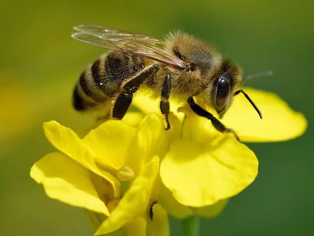 蜜蜂多箱体养殖模式（如何进行多箱体蜜蜂饲养）