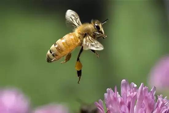 蜜蜂多箱体养殖模式（如何进行多箱体蜜蜂饲养）