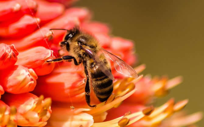 蜜蜂的习性