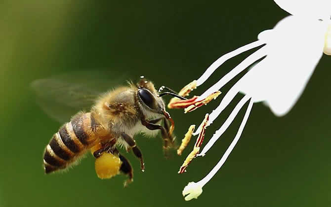 蜜蜂的习性