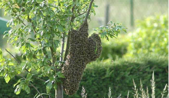 蜜蜂自然分蜂会飞多远？