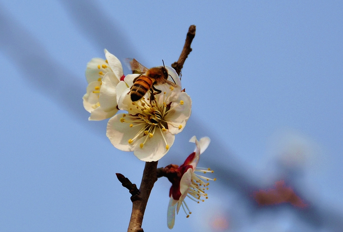 蜜蜂入夏怎么防止断产?