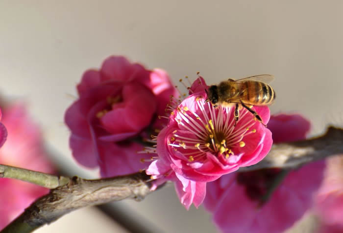 蜜蜂入夏怎么防止断产?