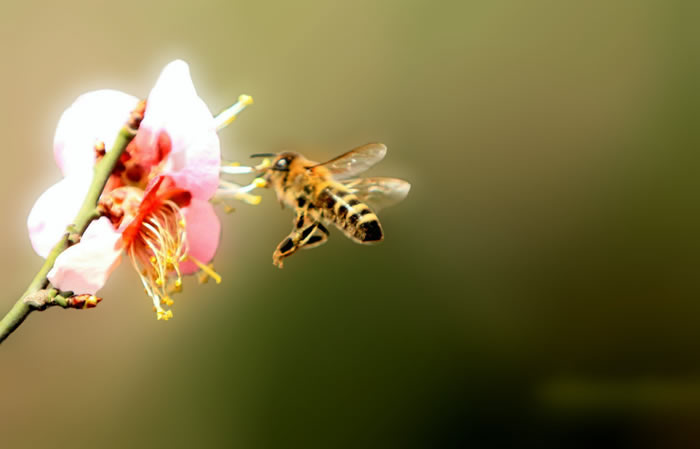 蜜蜂入夏怎么防止断产?