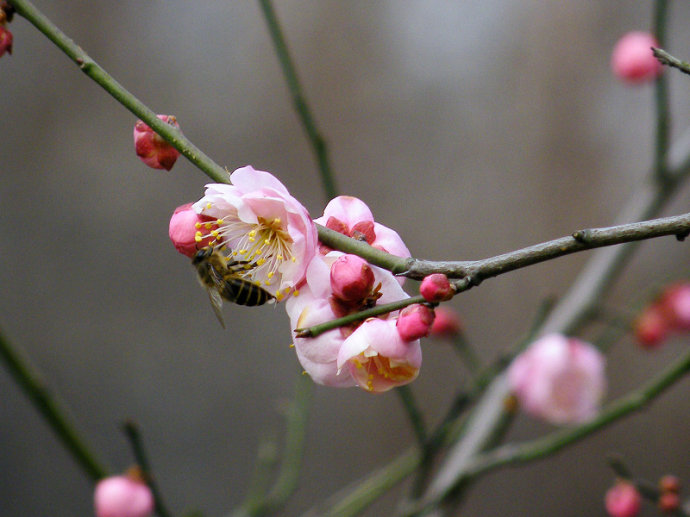 蜜蜂入夏怎么防止断产?