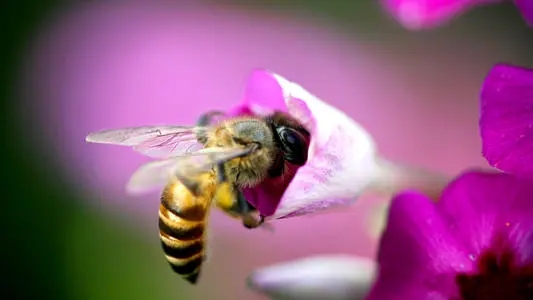 蜜蜂几月可以喂水（蜜蜂怎么喝水什么时候喂最好）