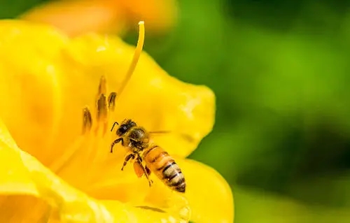 蜜蜂几月可以喂水（蜜蜂怎么喝水什么时候喂最好）