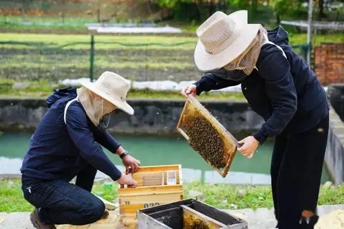 蜜蜂是群居生物,那蜜蜂的社会组织是怎么组成的