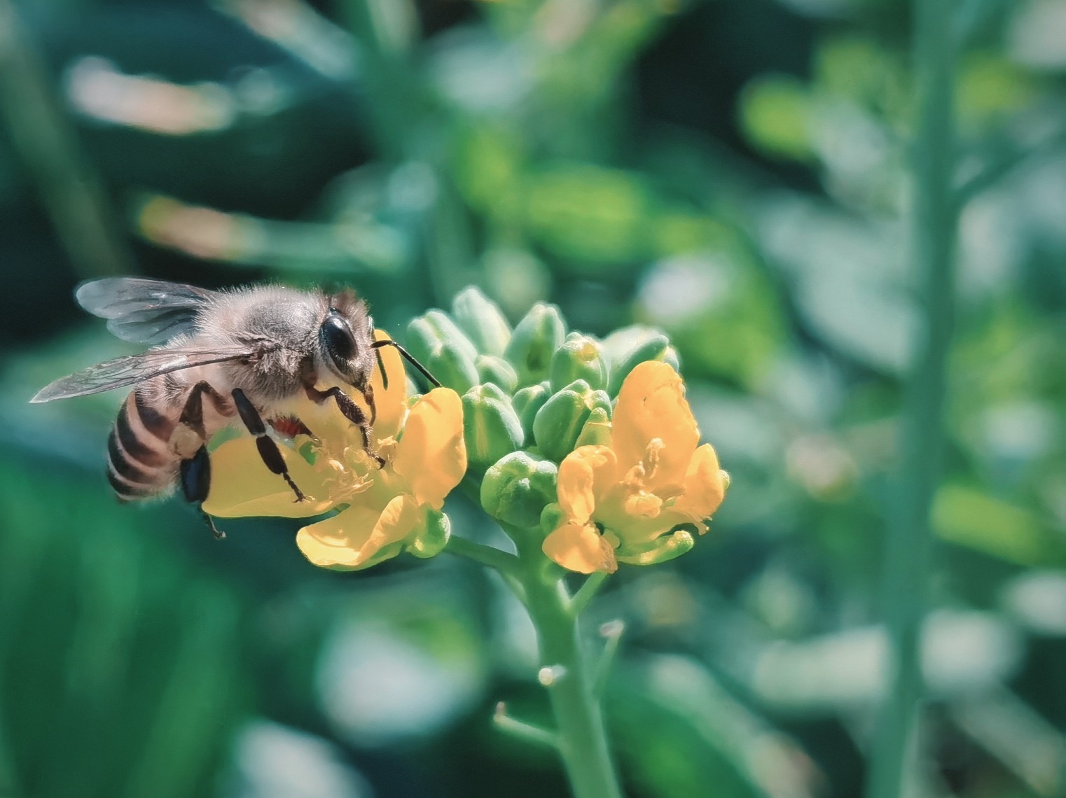 花粉季节是什么时候（花粉季节是几月到几月）